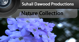 Nature Collection - SD Productions