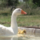 Goose And Gosling - VideoHive Item for Sale