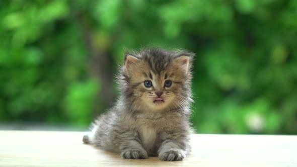 Cute Persian Kitten Sitting On Table alt