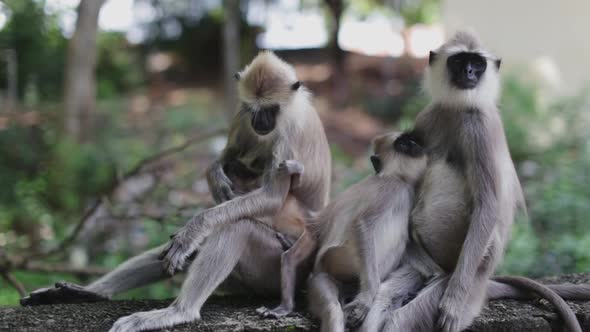 Group of langur monkeys sit together while babies move around in a cute way alt
