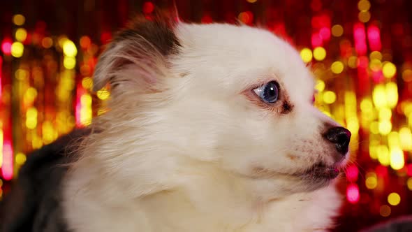 Side View of White Spitz Sitting on Background of Bright Highlights alt