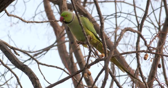 A green Parrot sits on a branch eating something