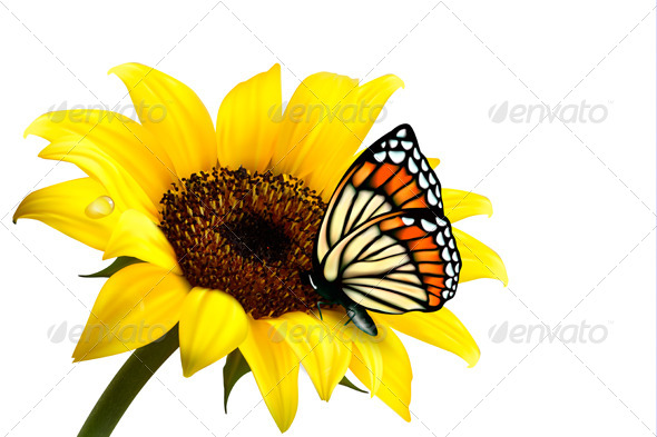 Nature Summer Sunflower with Butterfly. Vector - Flowers & Plants Nature