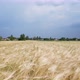 Flying Over Barley Field - VideoHive Item for Sale