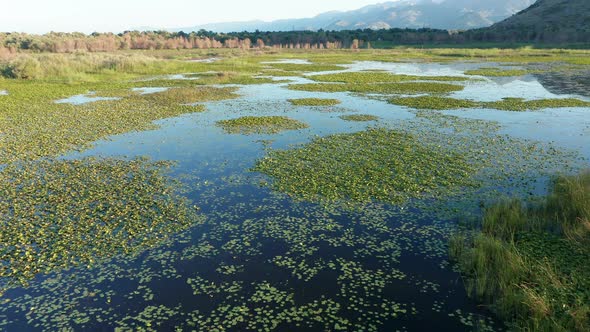 Green water lily leaves on a blue lake - marsh vegetation in a wetland  landscape, Montenegro nature alt