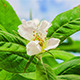 Medlar (Mespilus) Blossoming 4K - VideoHive Item for Sale