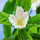 Medlar (wolfberry) Blossoming 4K - VideoHive Item for Sale