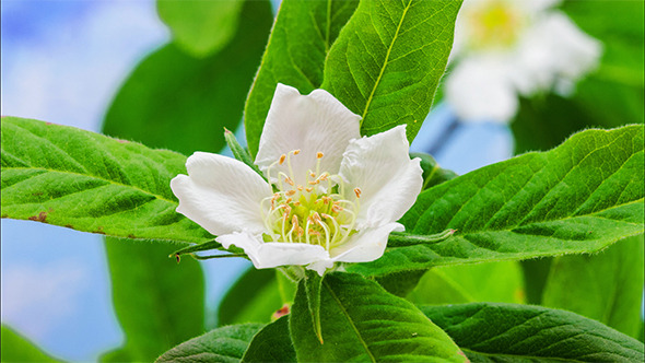 Medlar (wolfberry) Blossoming 4K alt