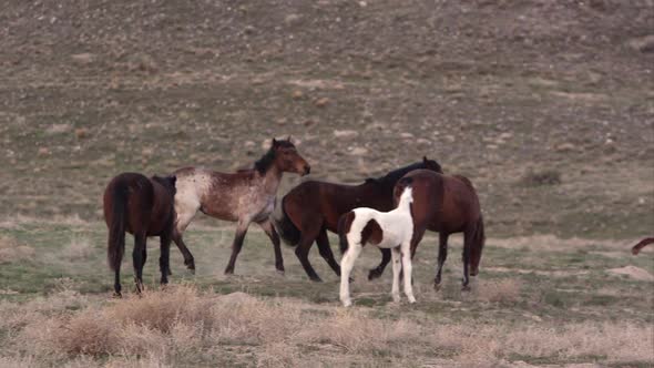 Zoomed view of wild horses playing as pony is kicked up on mothers side. alt