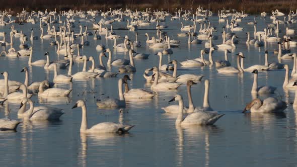 the birds of winter in north carolina alt