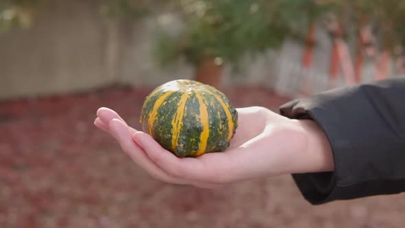 The Girl Shows Mini Pumpkin Kakai Yellowgreen Striped Fruit in the Palm of Her Hand