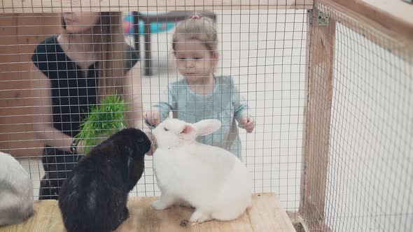 Young Beautiful Mother with Little Daughter Looking at Rabbits in Cage Feeding Them alt