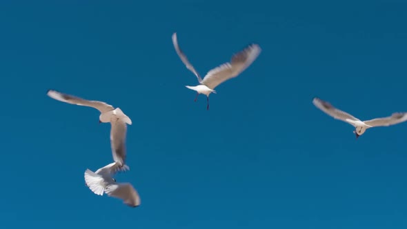 Seagulls Illuminated Bright Sun