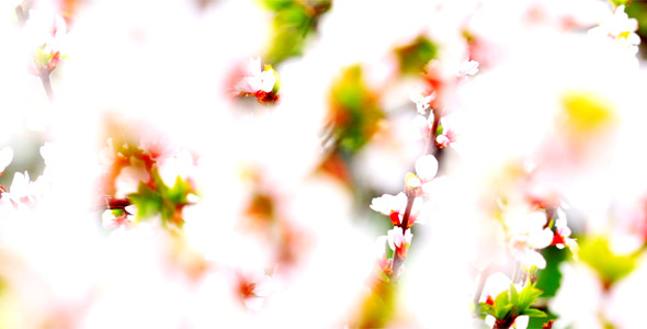 Cherry Flowers 19
