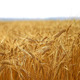 Golden Wheat Field - VideoHive Item for Sale