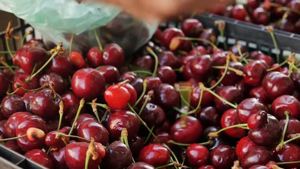 a Woman's Hand Picks Cherries in a Box in the Market and Puts Them in a Plastic Bag