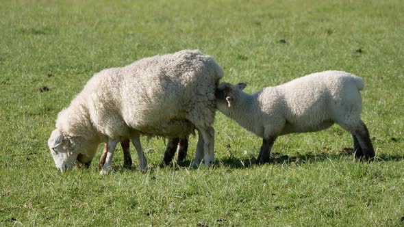 A young baby lamb drink milk feed by sheep mom alt
