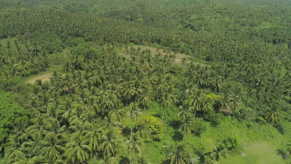 Tropical Landscape with Palm Trees. Philippines, Luzon alt