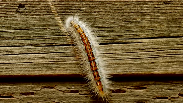 Extreme macro close up and extreme slow motion of a Western Tent Caterpillar moth walking on a wood alt