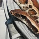 Python Hangs on Shoulder of Hostess Sticks Out Tongue - VideoHive Item for Sale