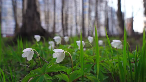 A Close View of White Snowdrops in the First Days of Spring in a Natural Park in Sunny Weather alt