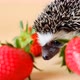 Baby hedgehog.strawberry harvest.African pygmy hedgehog . - VideoHive Item for Sale