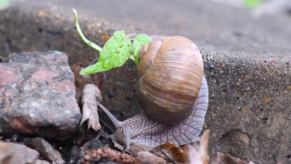 The snail on the street gets off the stone