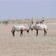 Two Arabian Oryxes in the Desert - VideoHive Item for Sale