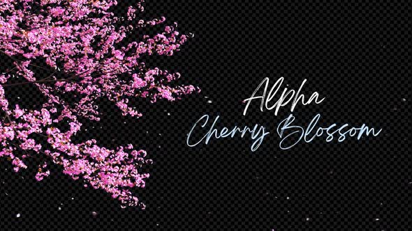 Cherry Blossom 02 Alpha HD