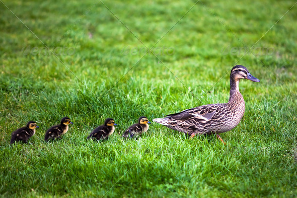 Family of ducks. - Stock Photo - Images