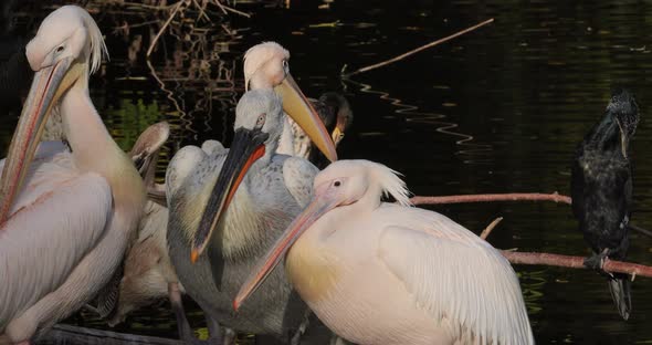 Dalmatian Pelican Pelecanus Crispus Is Largest Member Pelican Family alt