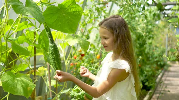 Cute Little Girl Collects Crop Cucumbers and Tomatos in Greenhouse