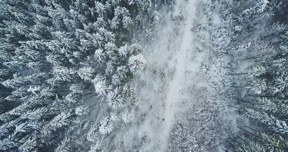 Winter Forest Road Top Down Aerial View alt