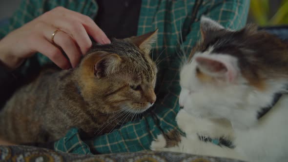 One Eyed Fluffy Cat Meeting with Domestic Kitty Indoors alt