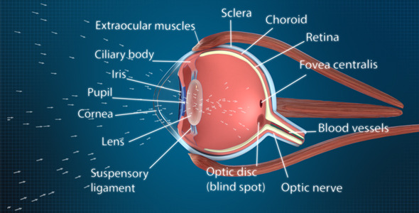 Eye Cross Section