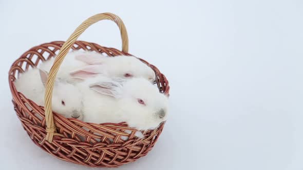 Cute Rabbits in the Basket Easter Bunny at the Farm alt
