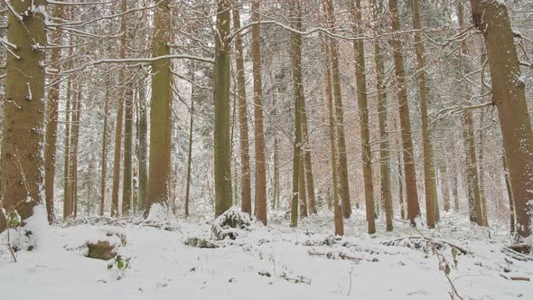 Winter Forest First Snow Panorama