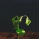 Dry Seedling Climate Change Plant Fading Vertical - VideoHive Item for Sale