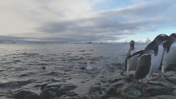 Gentoo Penguin Jump To Rock Ashore Antarctic alt