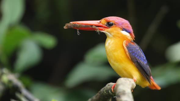 A Female bird of the Oriental Dwarf Kingfishers sits on the branch with a gecko lizard in its coral alt