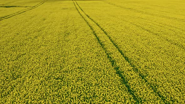 Rape fields and tractor tracks, aerial view of Poland alt