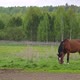 A Noble Chestnutcolored Horse Eats Grass in a Meadow - VideoHive Item for Sale