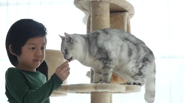 Cute Asian Child Feeding American Shorthair Cats At Home Slow Motion alt