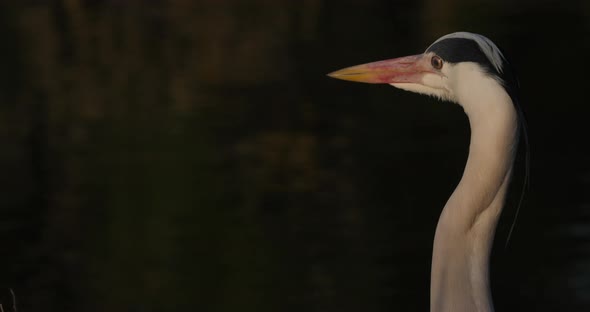 Portrait of grey heron in the , Camargue, France. alt
