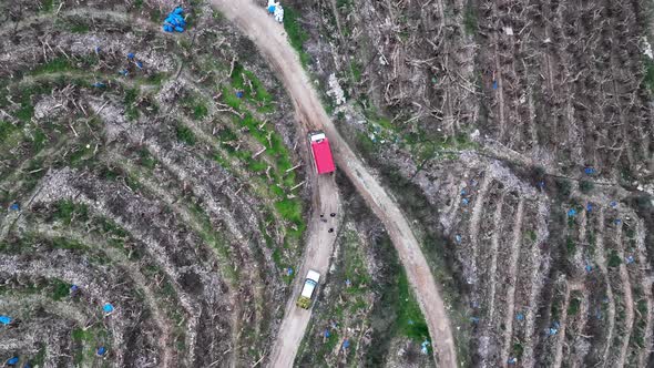 A car with bananas goes to the market aerial view alt