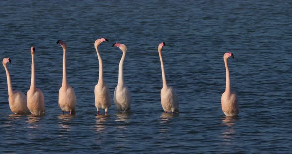 Pink flamingos during the courtship in the Camargue, France alt
