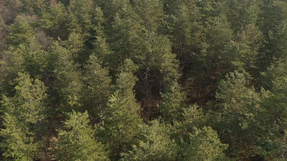 Above the coniferous woods by morning 4K aerial video alt