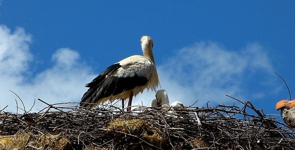 Stork with Babies 2 alt