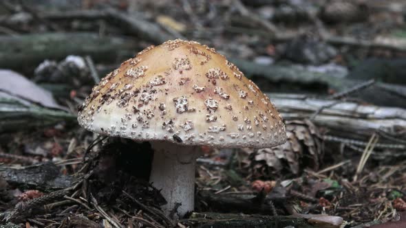 Mushroom Amanita rubescens with a gray hat and white dots grows in the forest. 