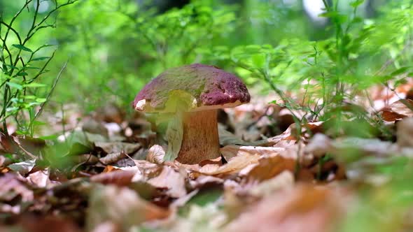 White Mushroom in Summer Forest